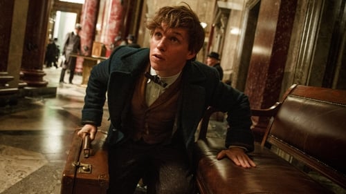 Eddie Redmayne stars as Newt Scamander in Fantastic Beasts and Where to Find Them