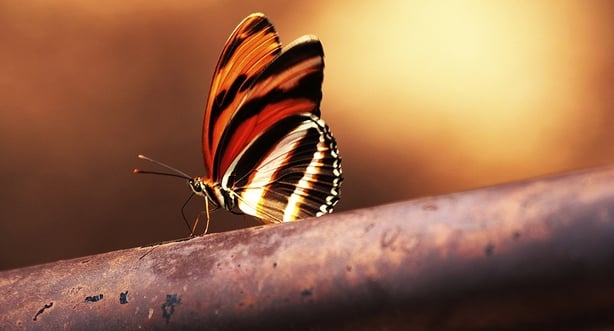 Wild Things
