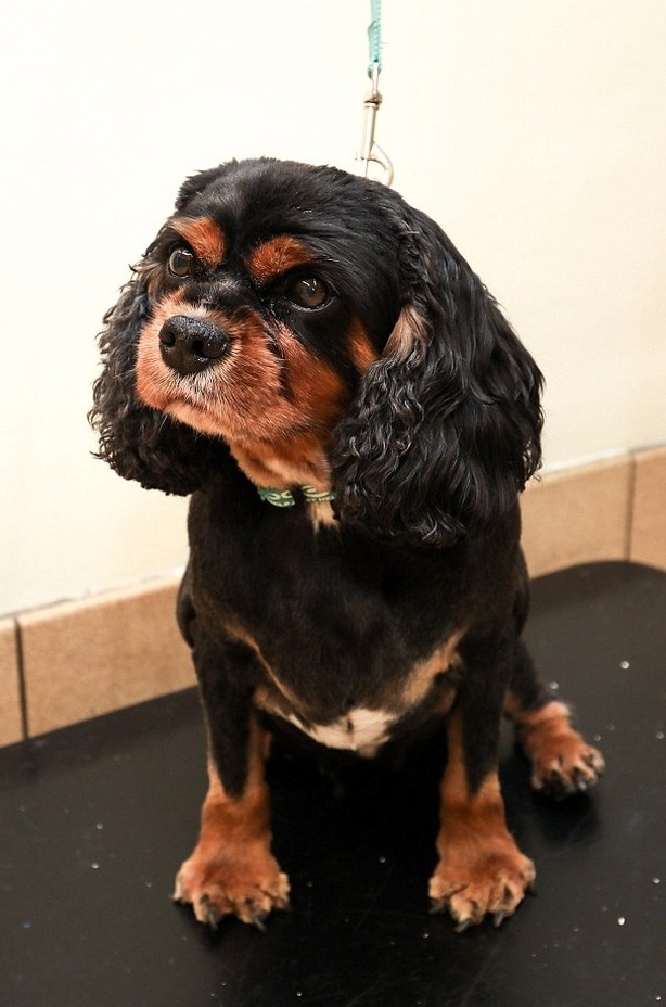 Spaniel Oscar 