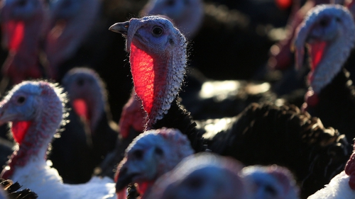 A file photo of a turkey flock