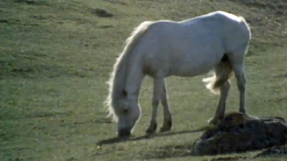 Connemara Pony