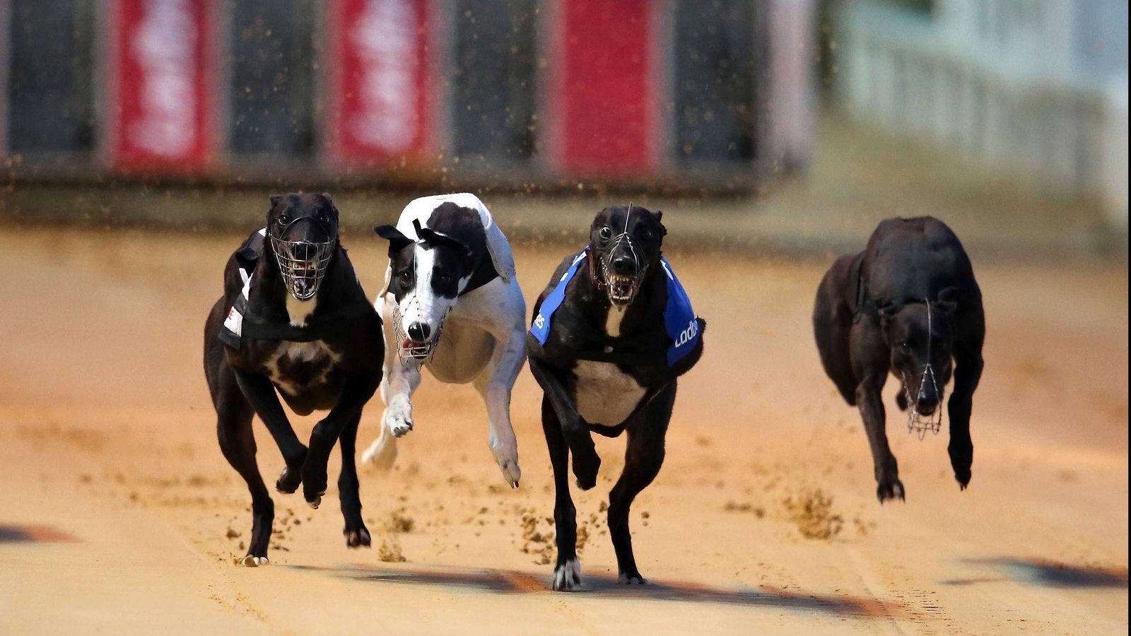 Larkin steps down from Irish Greyhound Board