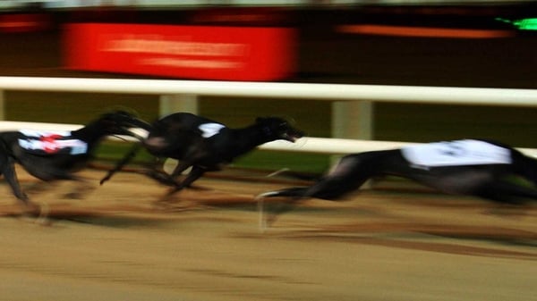 The greyhounds have been taken into the care of the Dublin Society of Protection of Cruelty to Animals