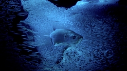 Atlantic - Wildest Ocean on Earth