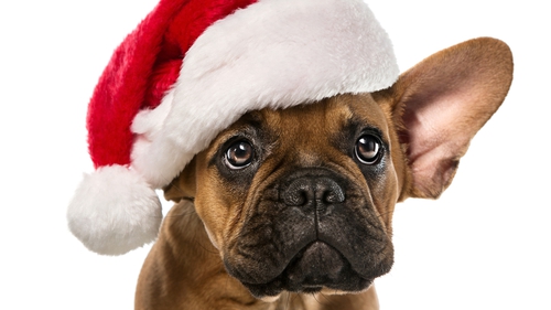 Advice for buying pets this Christmas? Don't.