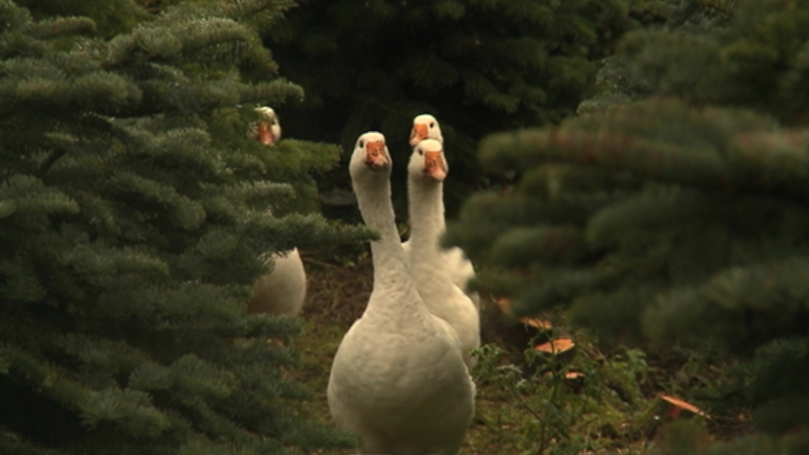 Geese alaying the groundwork for Christmas trees