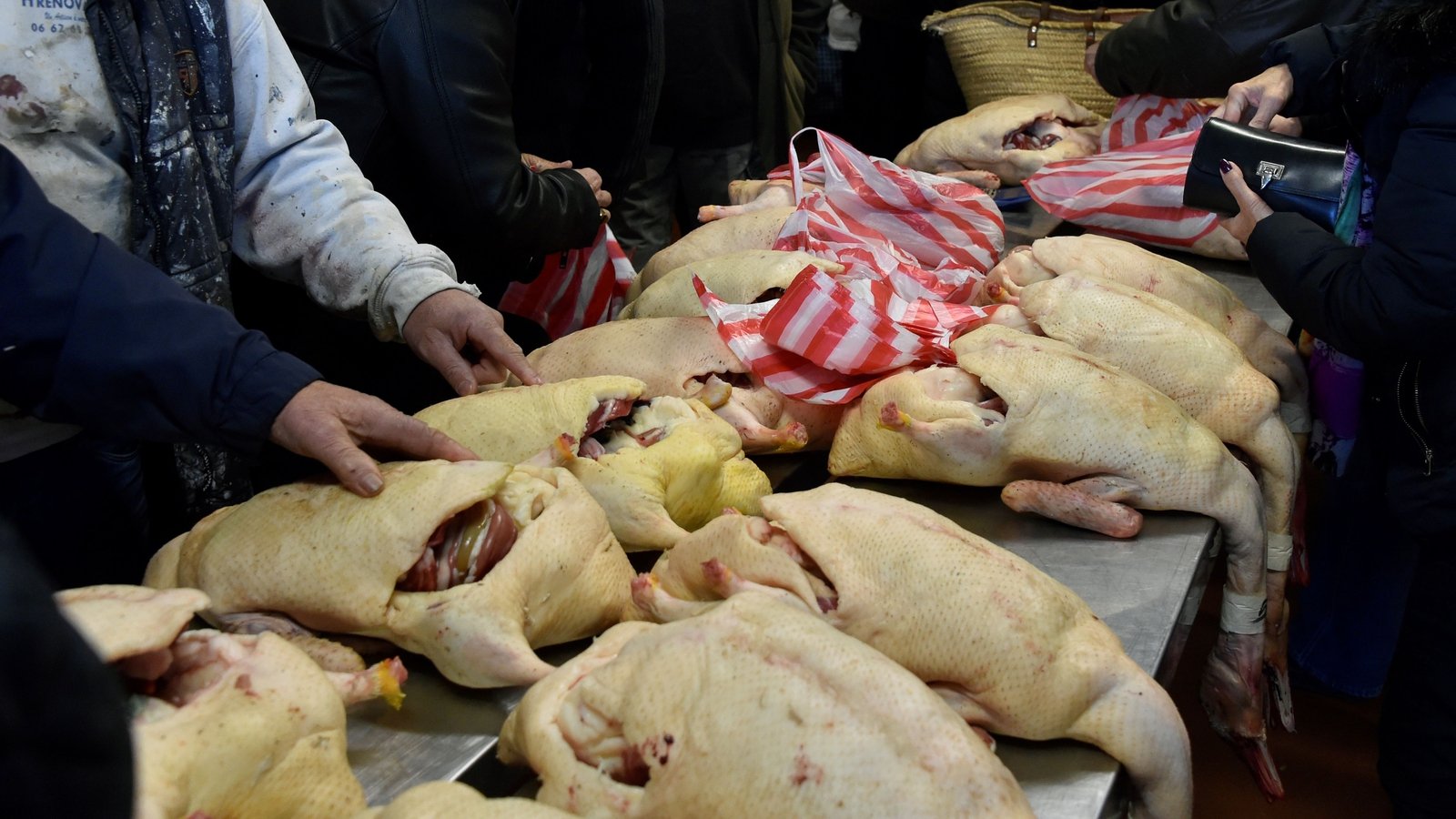 France orders major duck cull due to bird flu