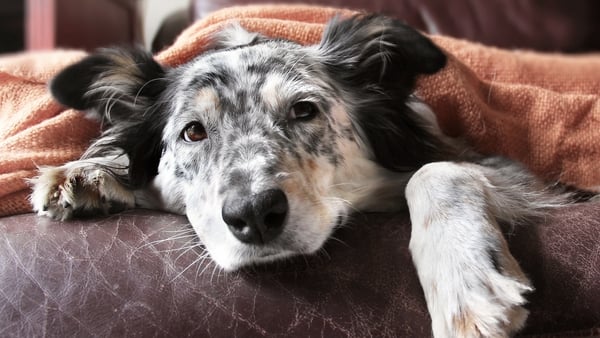Remember to look after your pets during the weather changes