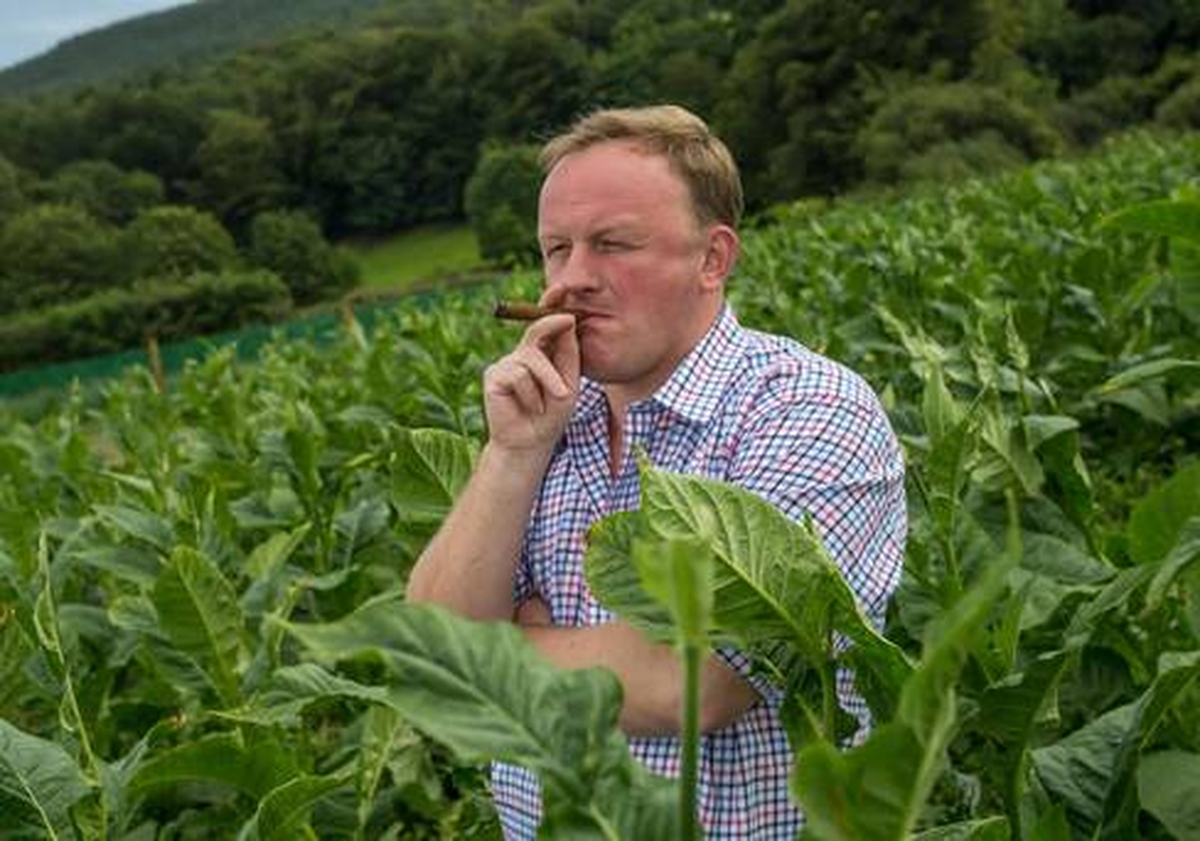 Growing Tobacco in Ireland CountryWide RTÉ Radio 1