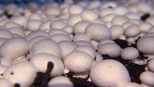 Operations at Walsh Mushrooms Golden have been suspended