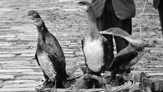 Cormorants on 'Newsbeat' 1967