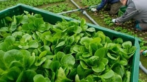 Some supermarkets have rationed the number of lettuces each customer can purchase