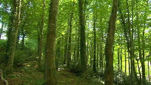 "In the past there was a strong bias against forestry in Ireland"