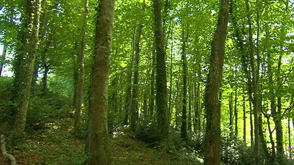 More than 35,000 hectares will be replanted under the plan