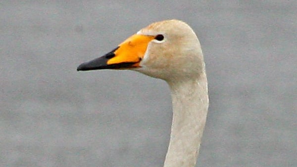 It is the fourth case in a whooper swan this year