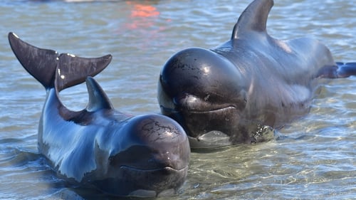 The pilot whale stranding is the largest in New Zealand since 1985