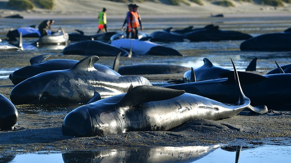 Hundreds of whales were stranded since Friday