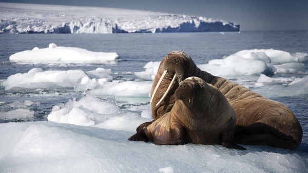 Blue Planet II