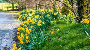 "It is beyond doubt that the light is clearly returning and the snowdrops and emerging daffodils tell of a shift upwards in temperatures, whether we feel it or not." Photo: Denis Hickey