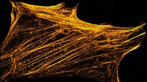 Filaments of actin in super resolution (Image: Alex van Vliet)
