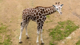 The Zoo