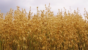 The study found that the oat beta glucan promoted the growth of beneficial intestinal microorganisms