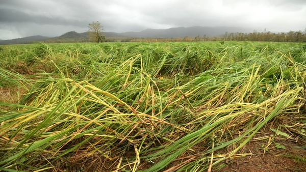 Cyclone damaged sugar cane crops are seen between Proserpine and Airlie Beach