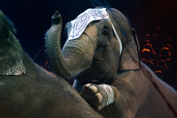 PETA wants to ban the use of wild animals in circuses