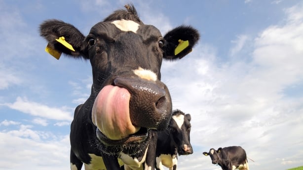 cow