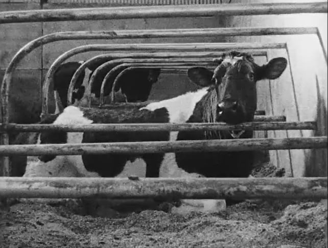 Cow in Cubicle (1963)