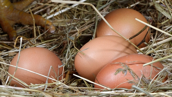 Hens lay eggs with or without the help of a rooster. But only those laid after mating are fertilised.