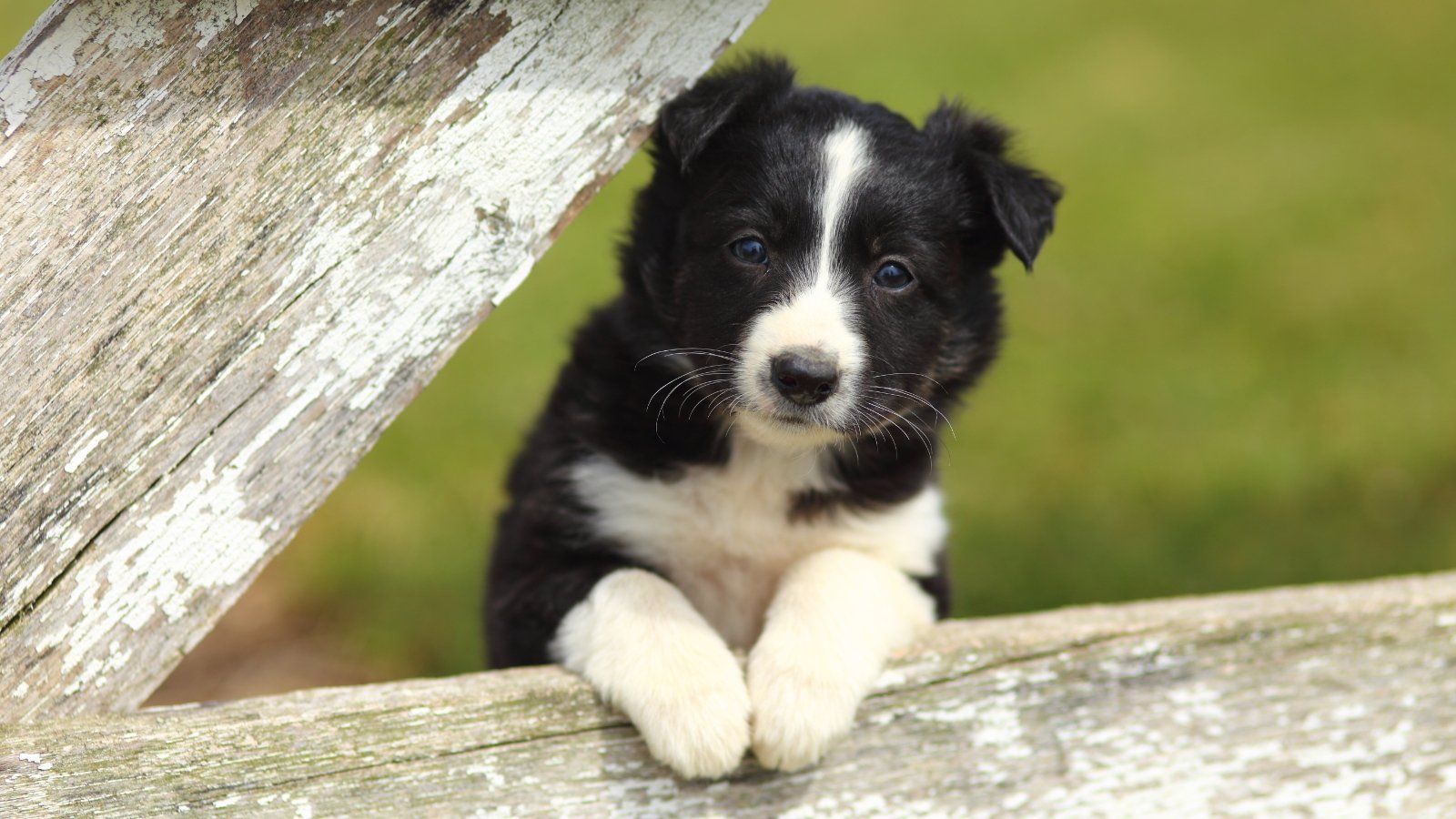 Border Collie Puppies - Animal Kingdom