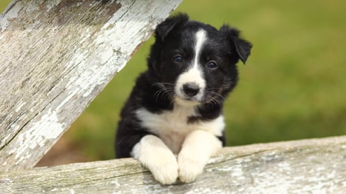 Even at this tender age, the most inquisitive pups can be singled out as potential sheep dogs for farm work.