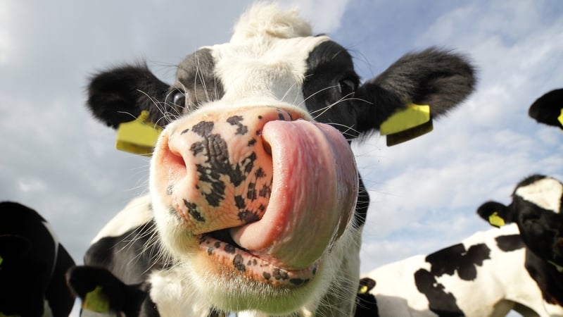 Meet The Nike Cow: Our Top 10 #OnTheFarm Tweets