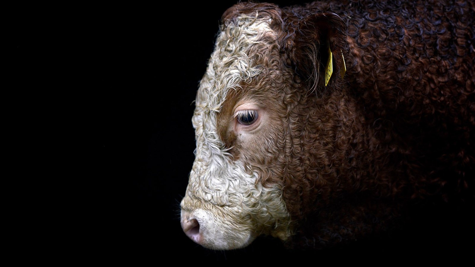 What a Load of Bull on Big Week on the Farm!