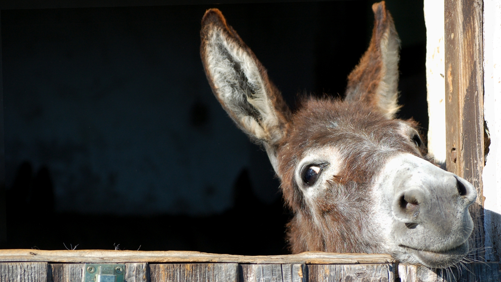 watch-heart-breaking-donkeys-on-big-week-on-the-farm