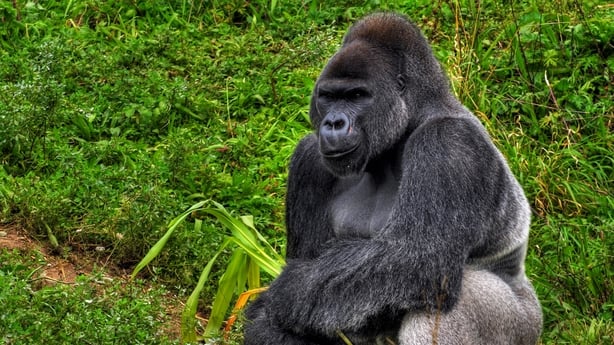 Dublin Zoo