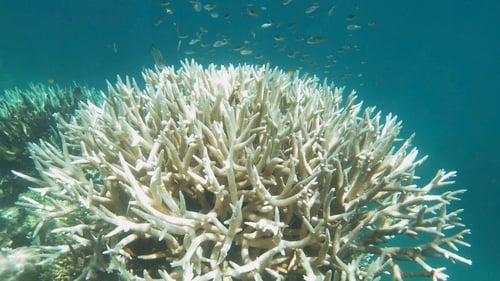 Warming oceans have led to bleaching of coral on the Great Barrier Reef