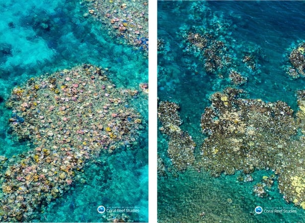Coral bleaching on the Great Barrier Reef