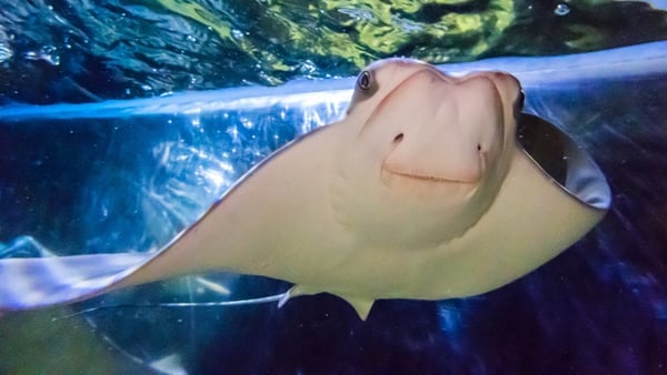 First ever Cownose Stingray born in Ireland