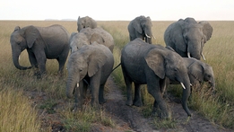 Nature's Great Migrations - Elephants