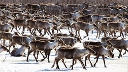 Nature's Great Migrations
