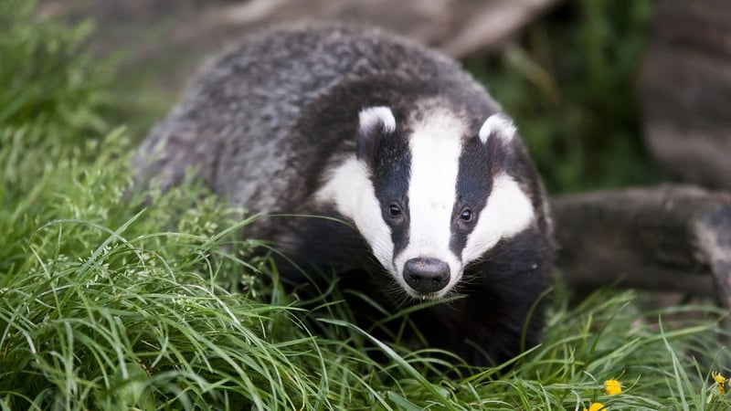 Opposition TDs take issue with Government's badger-culling programme