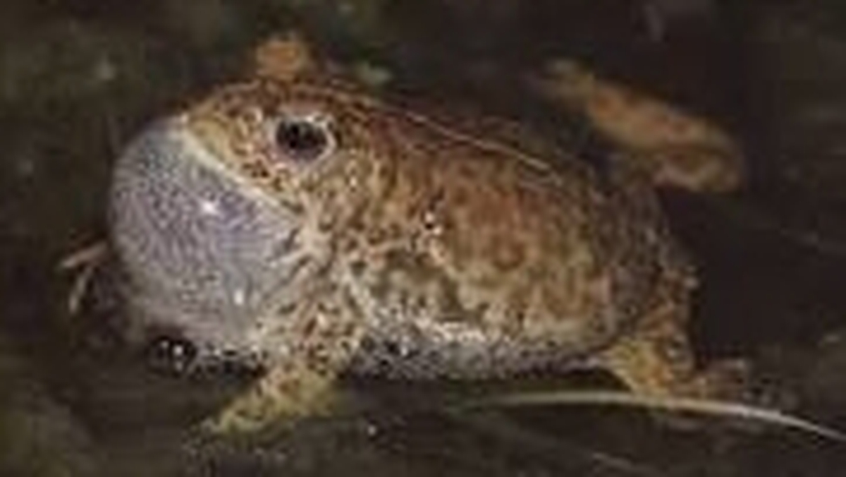 The Natterjack Toad