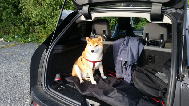 Is the BMW i3 a Good Car for Dog Owners?