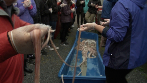 The giant squid was caught 120 miles west of Dingle
