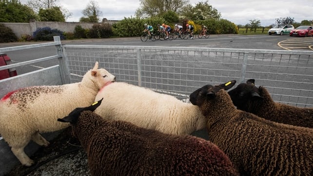 Lambs look on as the Ras surges towards Ballyjamesduff
