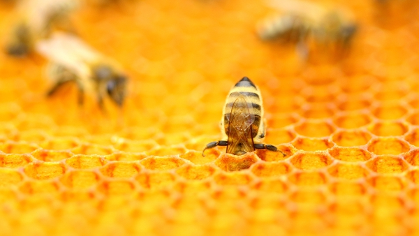 Protecting the Irish honey bee