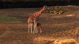 The Zoo