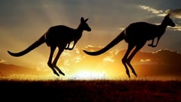 Natural World: Kangaroo Dundee and Other Animals